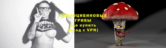 стаф Новокубанск