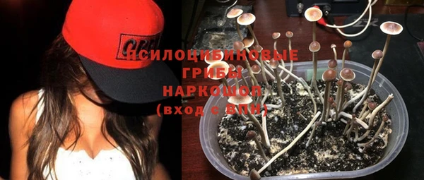 стаф Новокубанск